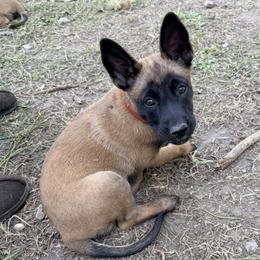 Boy 6 - Fawn male Belgian Malinois puppy in Franklin, Virginia from Morning Star Malinois