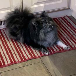 Pixie - Pomeranian