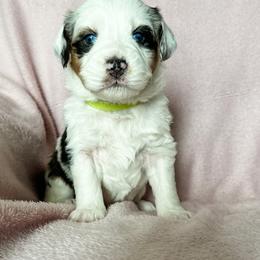 Aussiedoodle, Australian Mountain Doodle, and Bernedoodle Puppies from Rosewood Pine Doodles