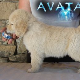 Golden Retriever Puppies from DoubleTake Goldens