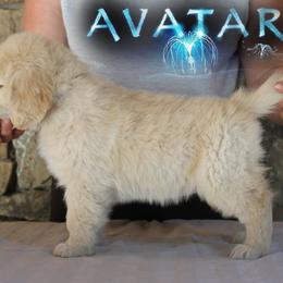 Golden Retriever Puppies from DoubleTake Goldens