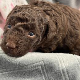 Poodle Puppies from Those Prissy P. Poodles
