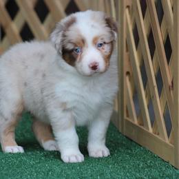 Lexus - Red merle female Australian Shepherd puppy in Circleville, Utah from Canyon Creek Aussies