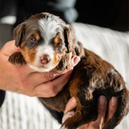 Fir - Tri-color male Bernedoodle puppy in Cortez, Colorado from Sassy Pants Pups