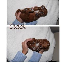 Cider - Red  male Goldendoodle puppy in Trenton, Tennessee from Pickard’s country Golden doodles