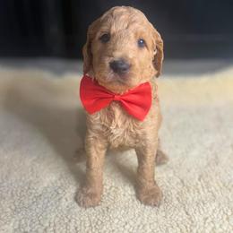Biscotti - Apricot male Goldendoodle puppy in Summerville, South Carolina from Pawmazing Doodles
