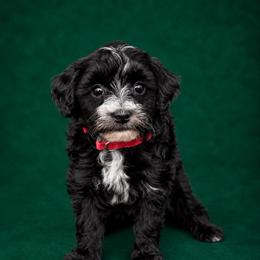 Aurora - Black and white female Sheepadoodle puppy in Wharton, Texas from Little Fur Friends