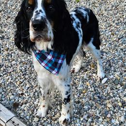 Peekaboo - English Springer Spaniel