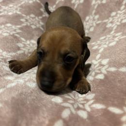 Soza - Chocolate male Dachshund puppy in Yuma, Arizona from Desert dashies