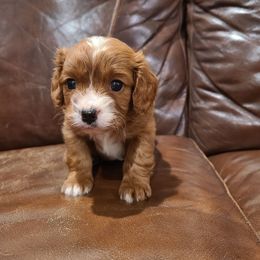 Max - Apricot Cavapoo puppy in Atmore, Alabama from Gulf Coast Puppies