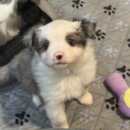 Blue merle male 2 - Blue merle male Toy Australian Shepherd puppy in Corydon, Indiana from Arbuckle’s Lookin Good Aussies (LGA)
