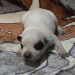 Boy 4 - male Australian Cattle Dog puppy in Canton, Pennsylvania from DNB Heelers