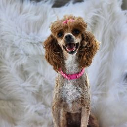 Poodle puppies from Kandyland Kennels