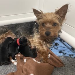 Yorkshire Terrier Puppies from Suttons Yorkies