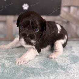 Boba - Parti female Miniature Schnauzer puppy in Hockley, Texas from Dixieland Miniature Schnauzers