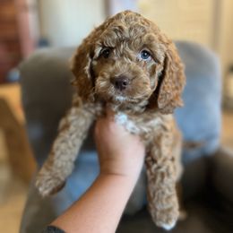 Girl 1 - Cockapoo puppy from Cooper Family Cockapoos