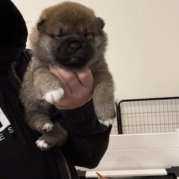 Shiba Inu Puppies from Tokubetsuna Shibas