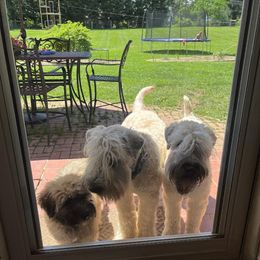 Soft Coated Wheaten Terrier Puppies from Beth's Soft Coated Wheaten Terriers