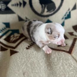 Phoebe - Red merle female Miniature Australian Shepherd puppy in Bethany, Illinois from Rachel at Marrowbone Creek Aussies