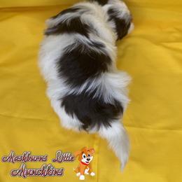 BAILEY - Chocolate female Havanese puppy in Pisgah, Alabama from Mashburns Little Munchkins