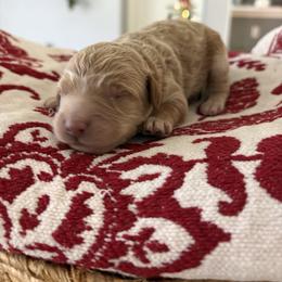 Dasher - Apricot male Goldendoodle puppy in Brooksville, Florida from Abby’s Standard Goldendoodles