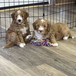 Australian Labradoodle Puppies from New Era Labradoodles