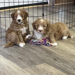 Australian Labradoodle Puppies from New Era Labradoodles