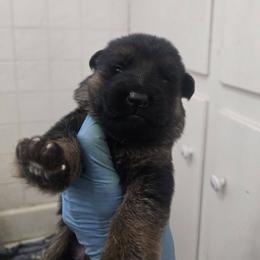 Dolly - Black and red female German Shepherd puppy in Jamesville, New York from Mark Carfagno's Pups