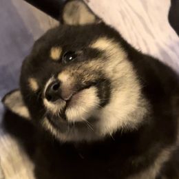 Shiba Inu Puppies from The Animal Farm Shiba Inus & Mameshibas