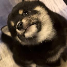 Shiba Inu Puppies from The Animal Farm Shiba Inus & Mameshibas