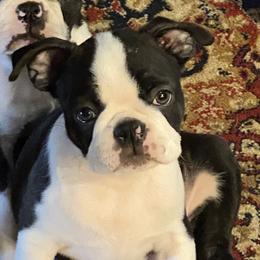 Dave - Seal brindle and white male Boston Terrier puppy in Chattanooga, Tennessee from Wagtime Boston Terriers