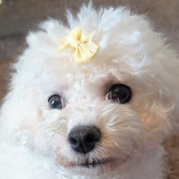 Aussiedoodles, Bichon Frises, Miniature American Shepherds, and Miniature Australian Shepherds from Trailside Mini Aussies