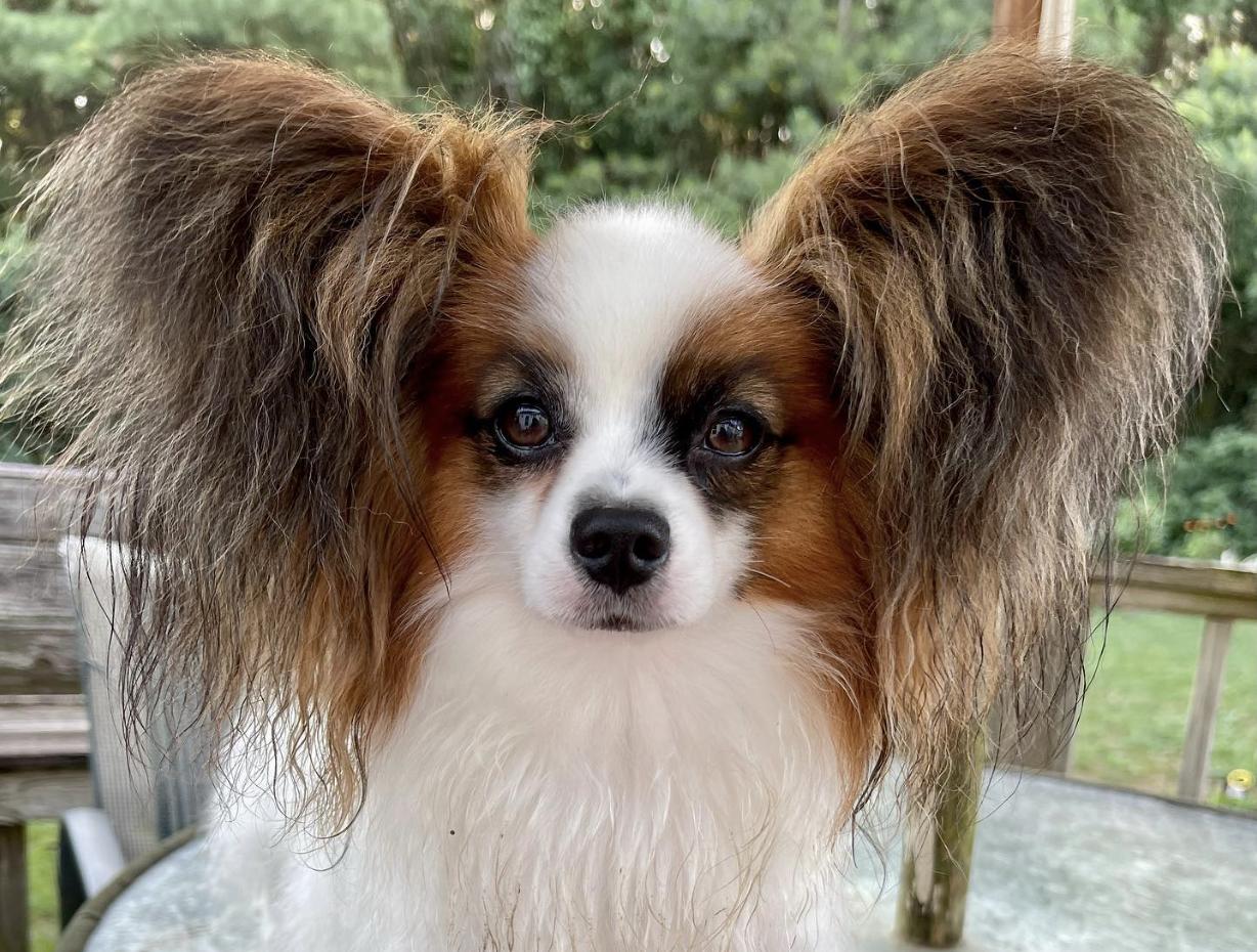 Heartworks Papillons in North Carolina | Papillon puppies | Good Dog
