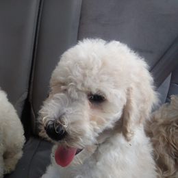 Poodle Puppies from Cristin's Poodles