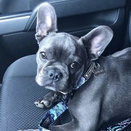 French Bulldogs from Ball House Frenchies