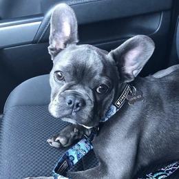 French Bulldogs from Ball House Frenchies