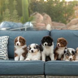 Australian Shepherd Puppies from Shoreline Aussies