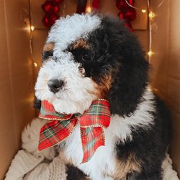 Cobalt - Tri-color male Bernedoodle puppy in Wellsville, Utah from Stay Golden Doodles