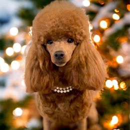Harley Quinn - Poodle