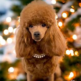 Harley Quinn - Poodle