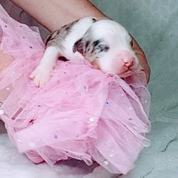 Miniature Australian Shepherd puppies from All Champions Mini Aussies & ABW Great Danes