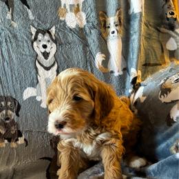Ariat - Red  female Goldendoodle puppy in Chino Valley, Arizona from Bass Creek Doodles