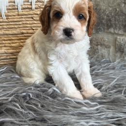 Benny - Blenheim male Cavapoo puppy in Natural Bridge, Virginia from Padgetts Hill Puppies