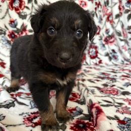 Dutton - Black tri-color male Australian Shepherd puppy in Dardanelle, Arkansas from Whispering Willow Ranch