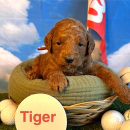 Tiger Woods - Red  male Goldendoodle puppy in Chelan, Washington from North Cascades Doodles