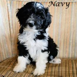 Navy - Black tri-color female Aussiedoodle puppy in Lancaster, Minnesota from Wilson Cattle Co.