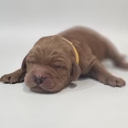 Rhodo - Red  male Goldendoodle puppy in Mocksville, North Carolina from Hunting Creek Farm & Kennel