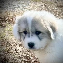 LETTI Purple collar female - White and badger female Great Pyrenees puppy in Fair Grove, Missouri from Allen Wags & Woolies