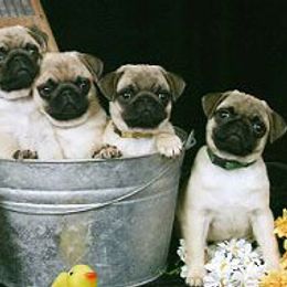 Norfolk Terriers and Pugs from Locklan Kennel