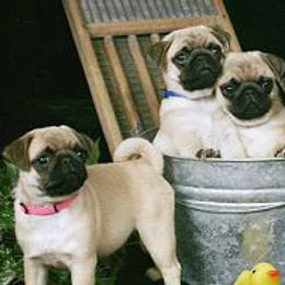 Norfolk Terriers and Pugs from Locklan Kennel